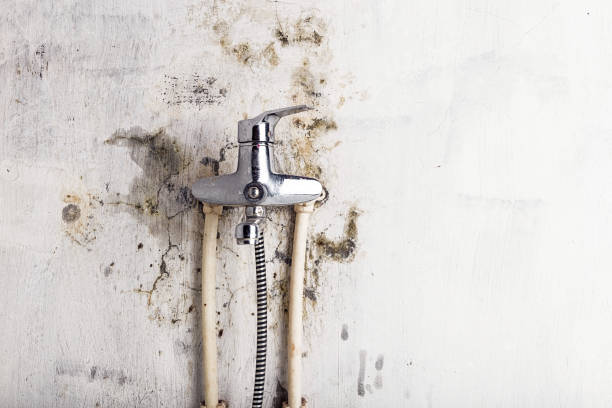 Best Affordable Mold Removal  in Red Lion, PA