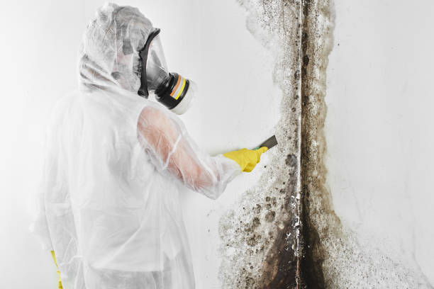 Best Black Mold Removal  in Red Lion, PA