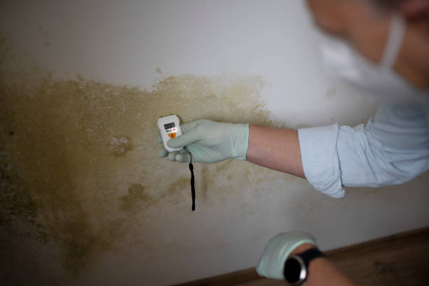 Best Emergency Mold Removal  in Red Lion, PA