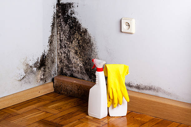 Best Commercial Mold Removal  in Red Lion, PA