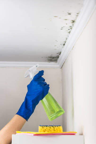 Mold Removal and Inspection in Red Lion, PA