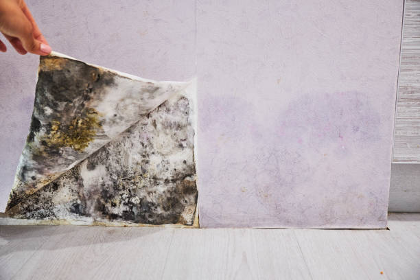 Best Mold Removal Near Me  in Red Lion, PA